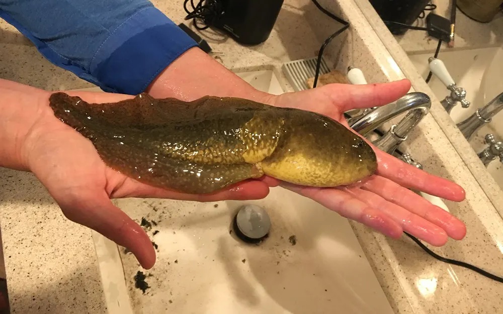 A hand holding an enormous swollen tadpole over a sink: the giant 'Goliath' tadpole found in Arizona in 2018.
